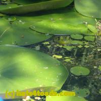 /home//u458753944/public_html/sourcegallery//////Frogs/More bullfrogs/P7140834.JPG